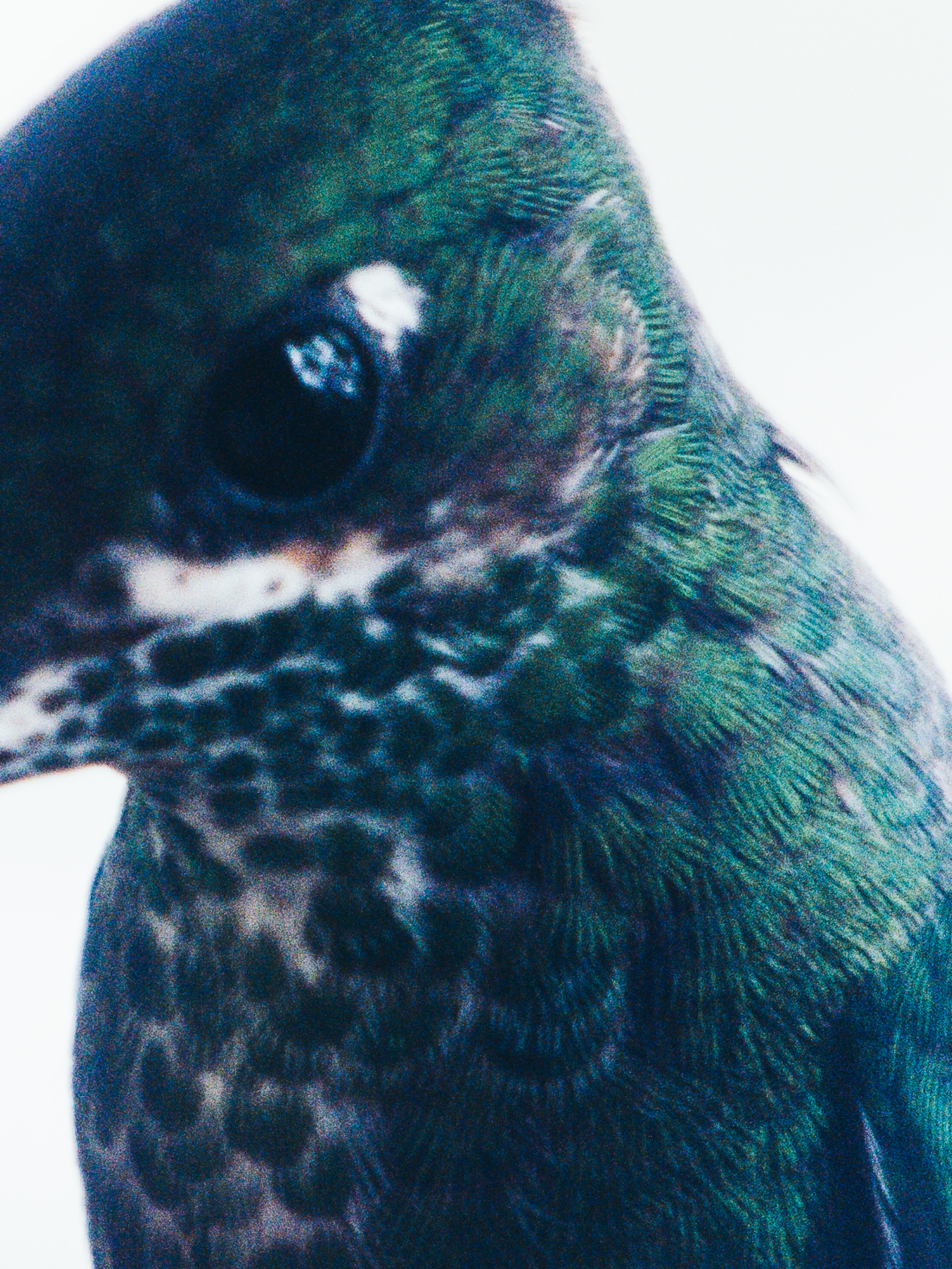 Portfolio — Daniel Shea, Mini Title 2026