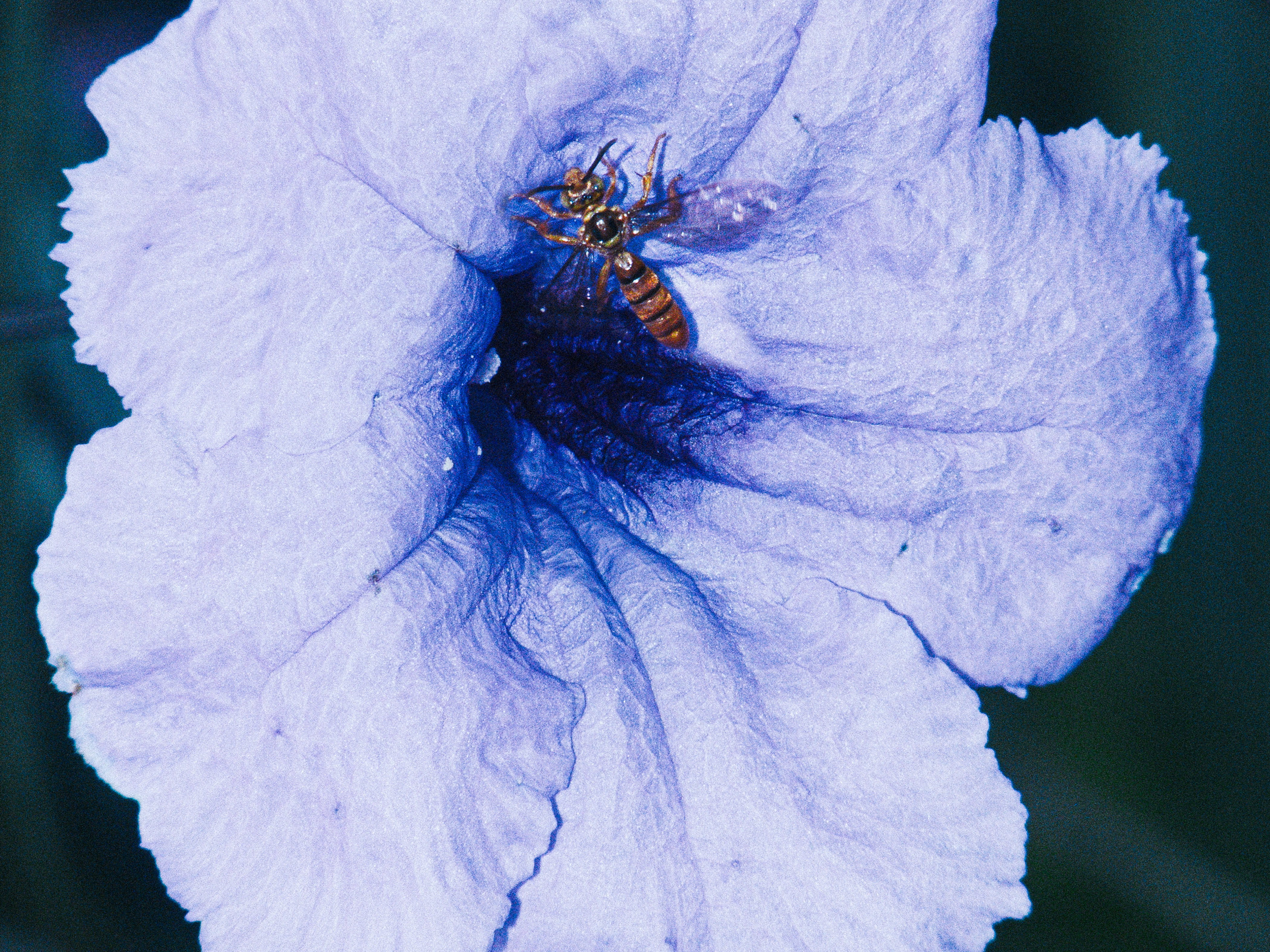 Portfolio — Daniel Shea, Mini Title 2026