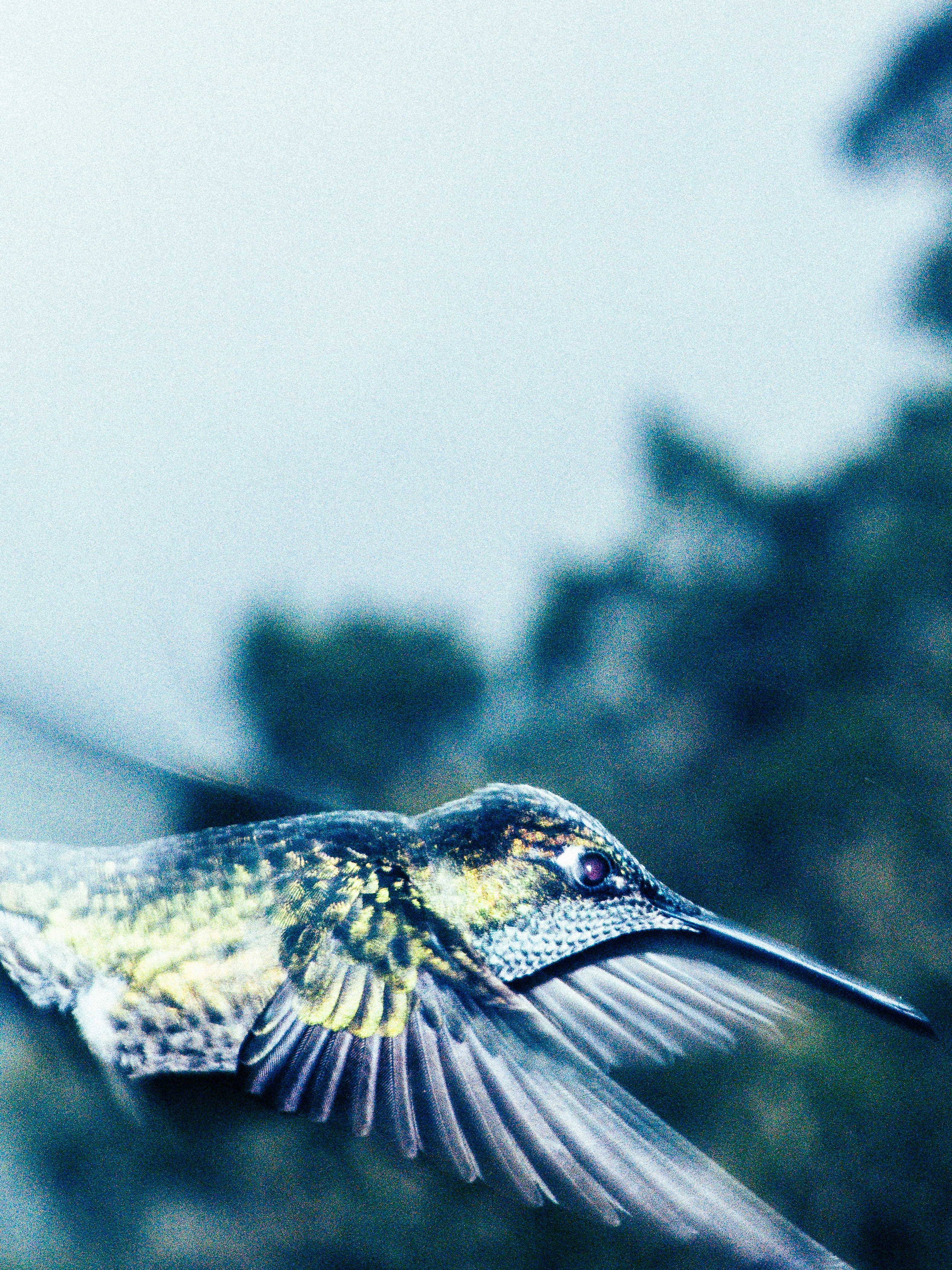 Daniel Shea, Atmos, Mini Title 2025