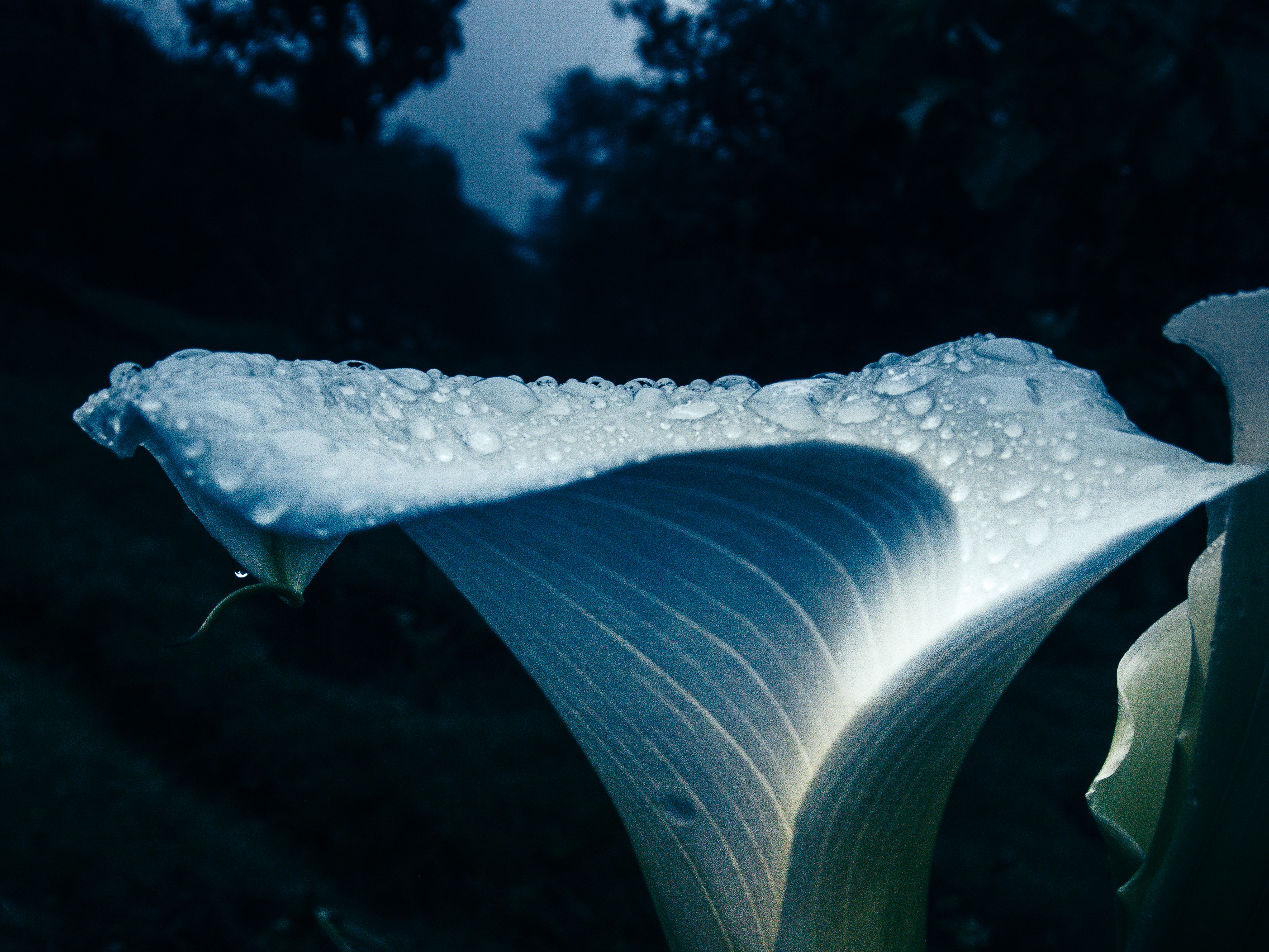 Daniel Shea, Atmos, Mini Title 2025