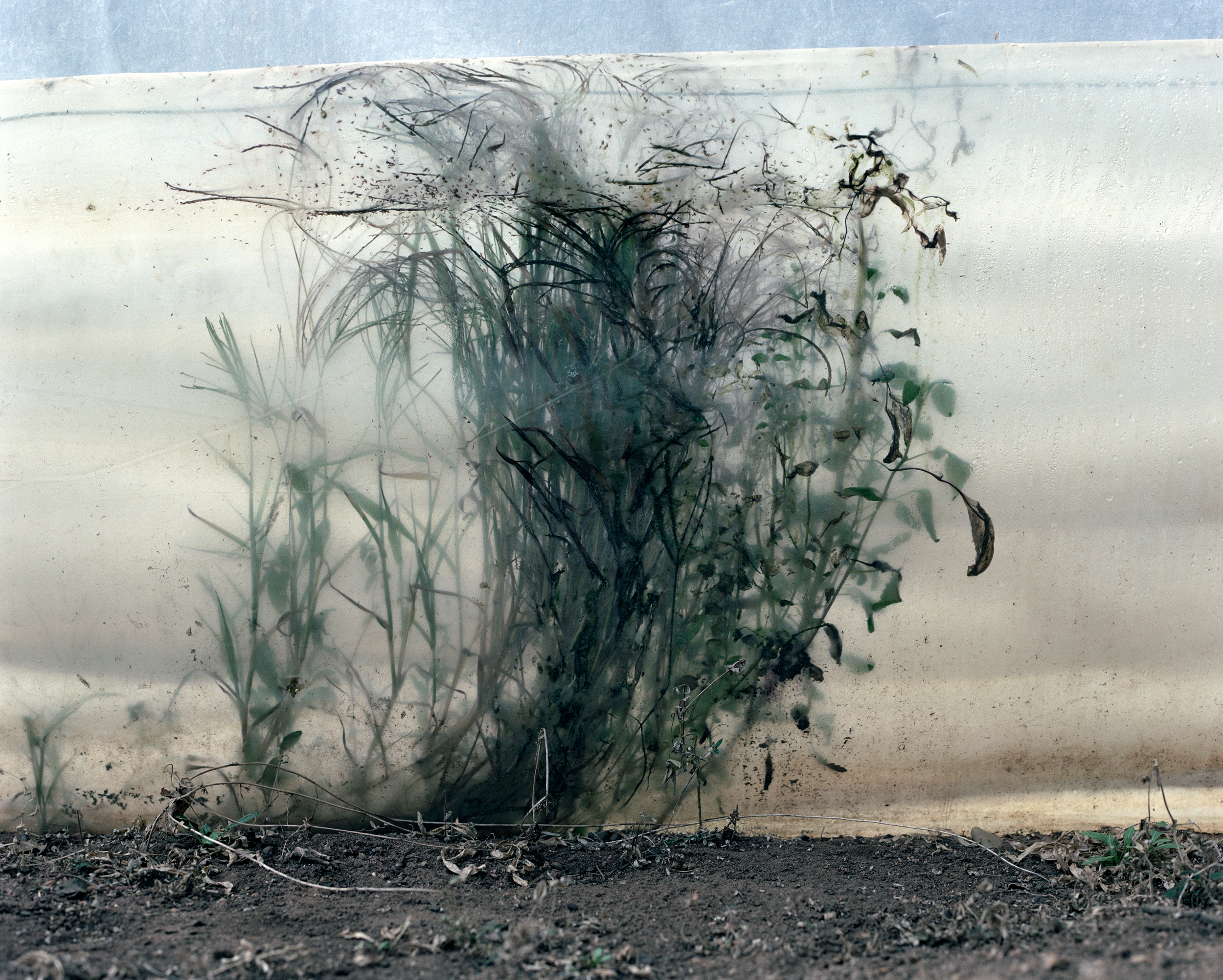 Books & Exhibitions — Jackie Nickerson, Mini Title 2026