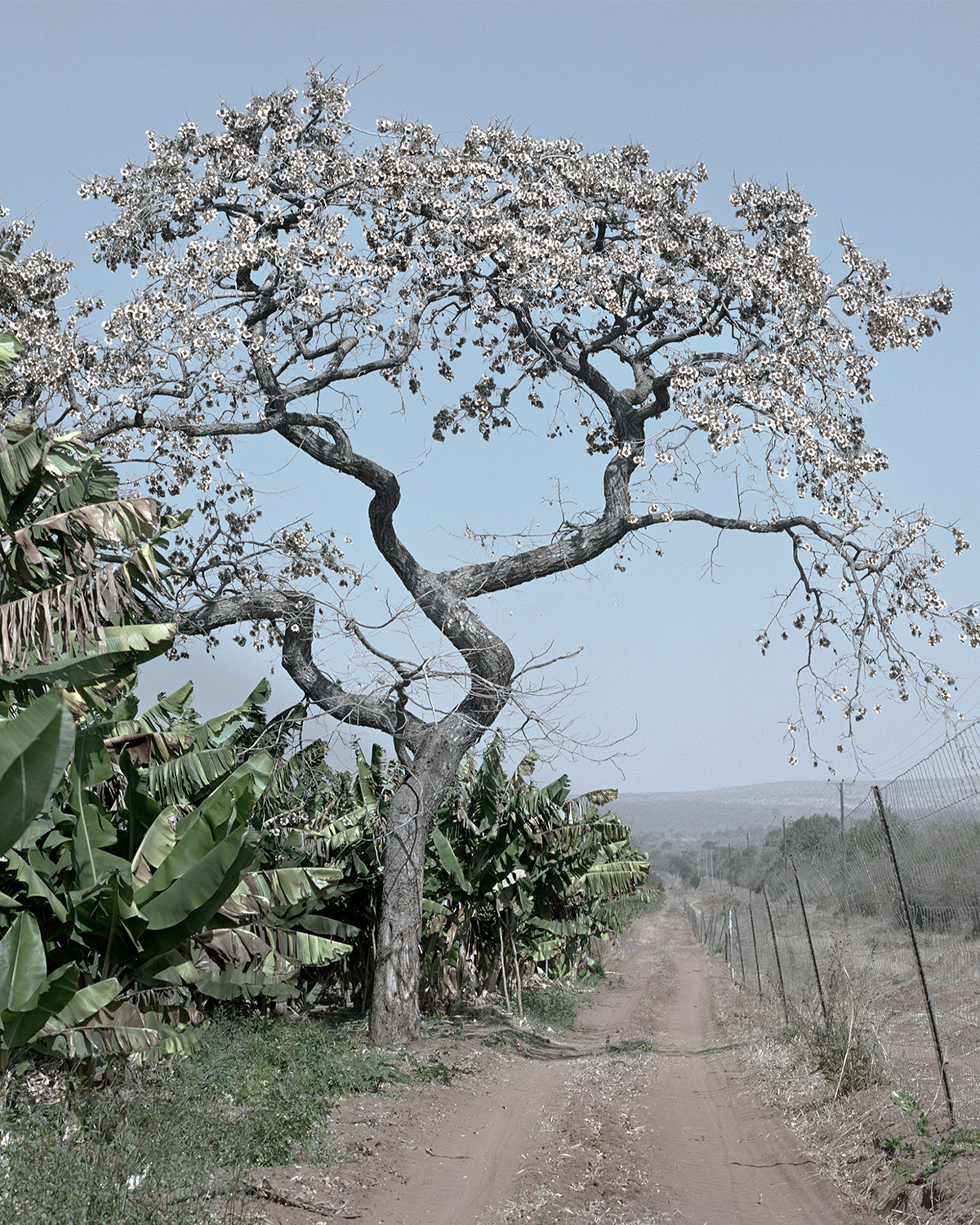Books & Exhibitions — Jackie Nickerson, Mini Title 2026