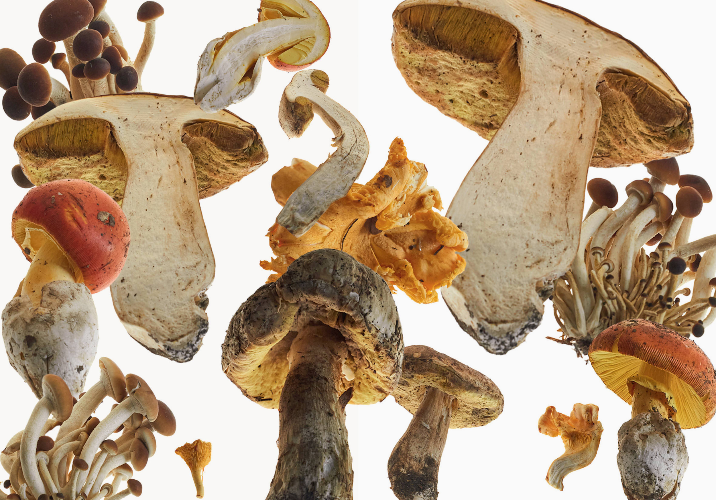 David Lane & Bobby Doherty & Noemi Bonazzi, The Gourmand, Mini Title 2026