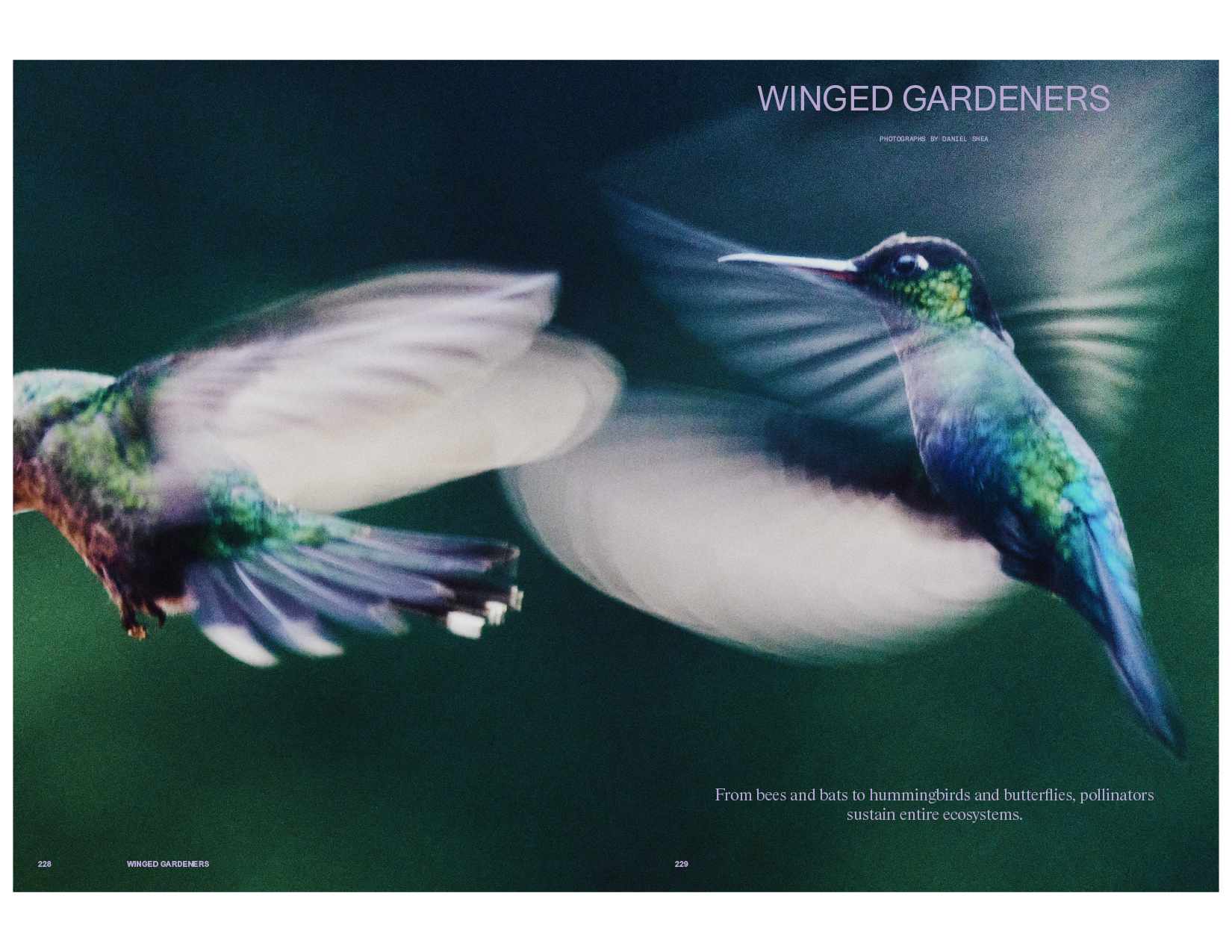 Daniel Shea, Atmos, Mini Title 2025