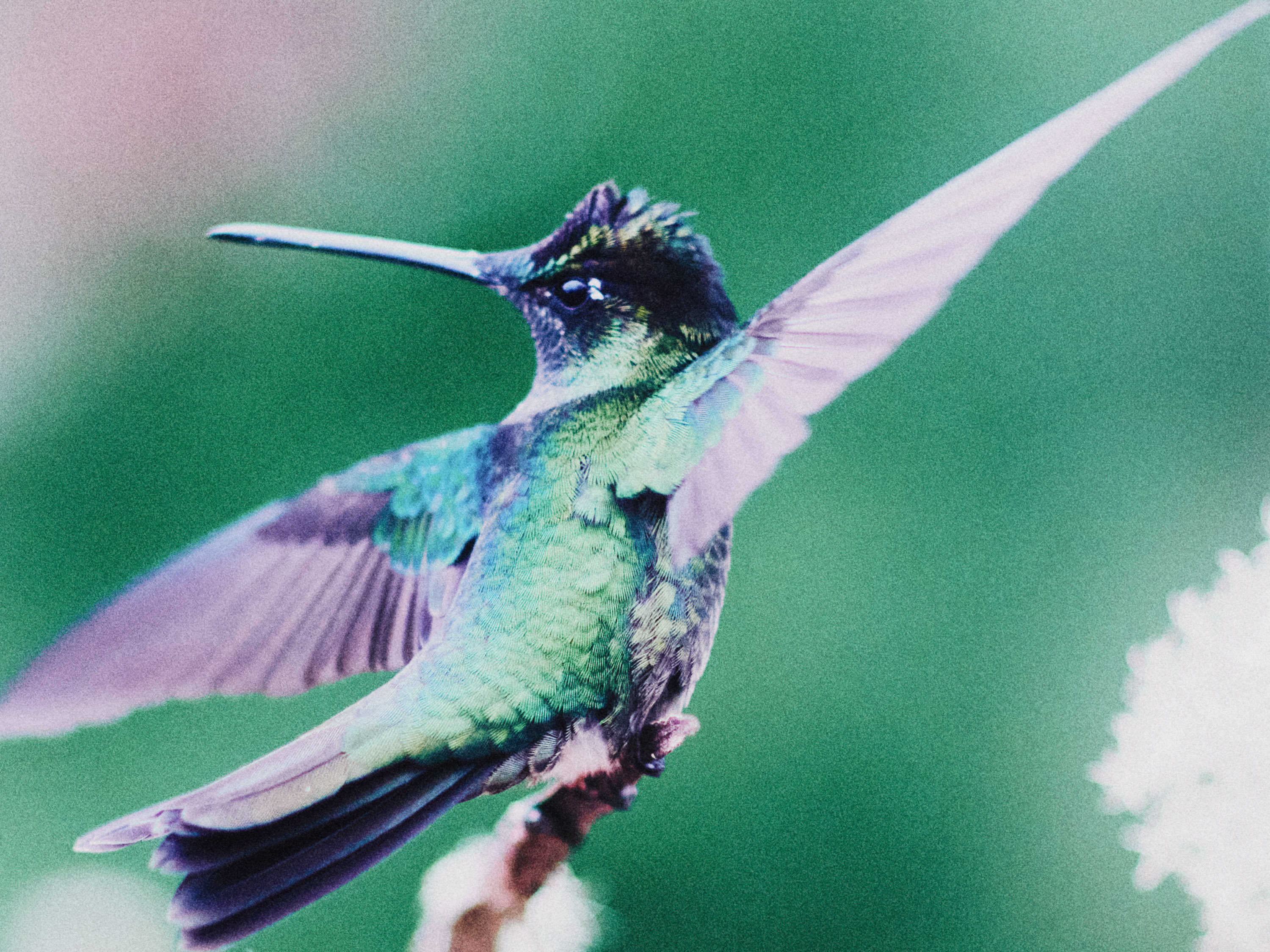 Portfolio — Daniel Shea, Mini Title 2026