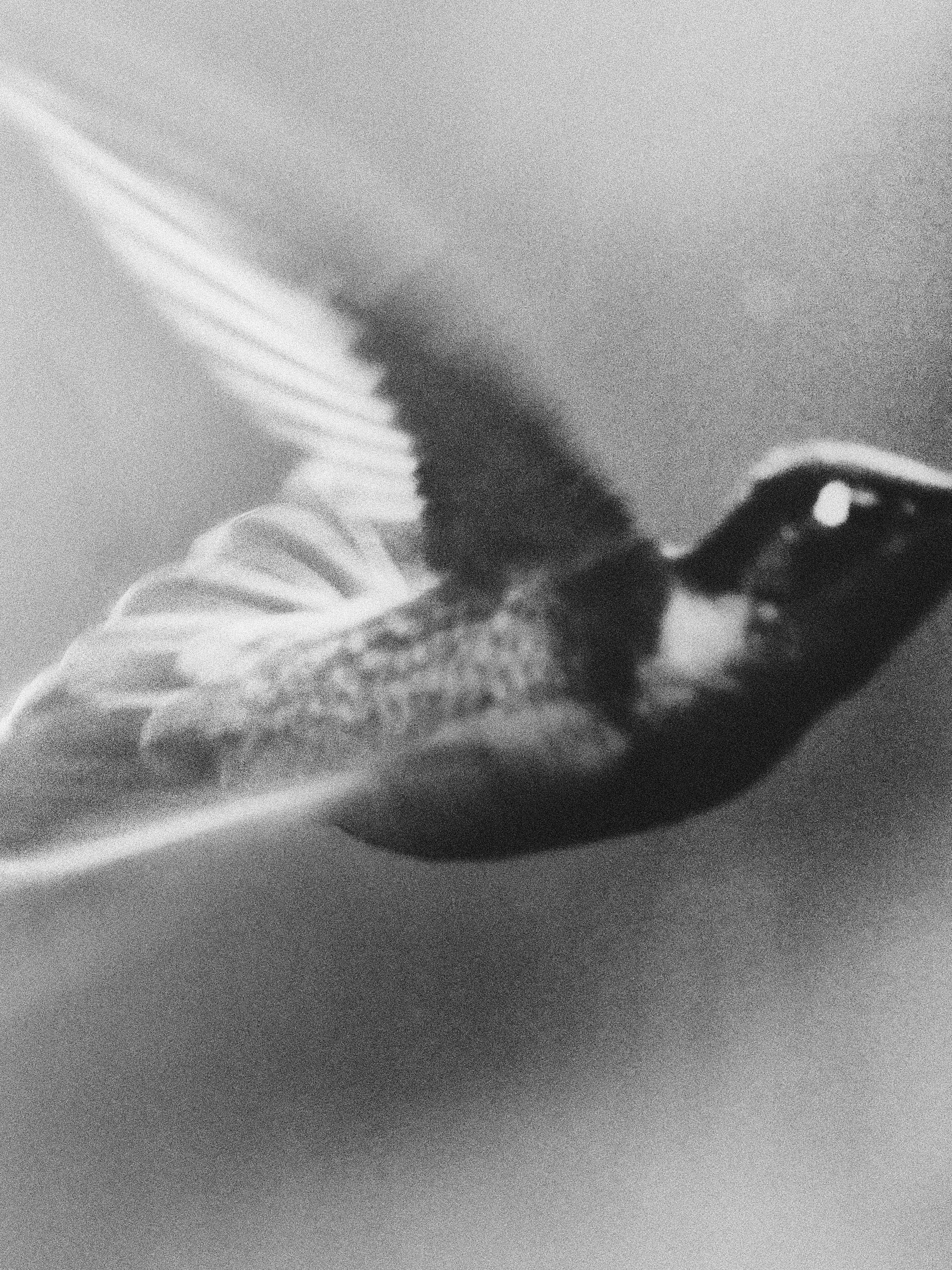 Daniel Shea, Atmos, Mini Title 2025