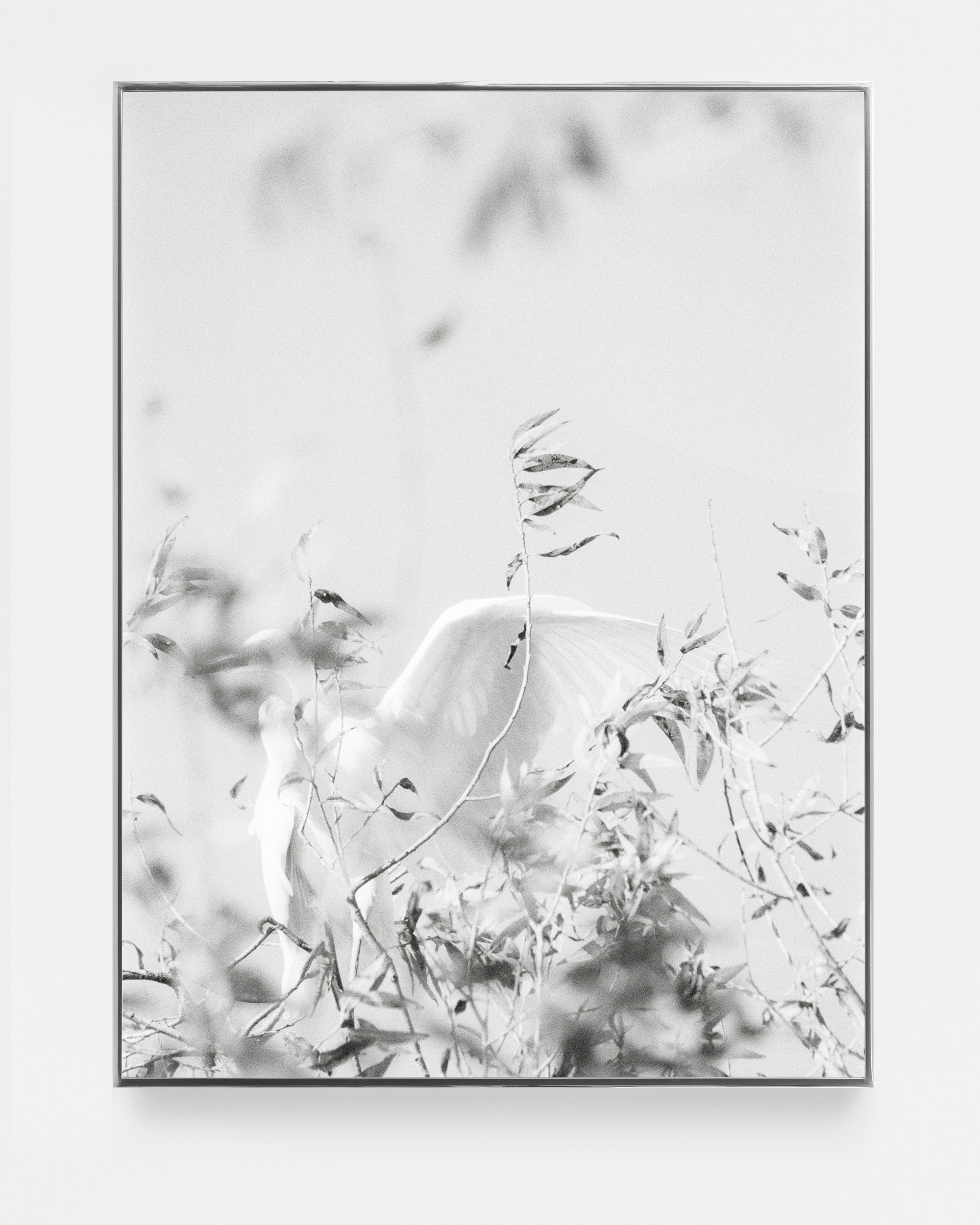 Books & Exhibitions — Daniel Shea, Mini Title 2025
