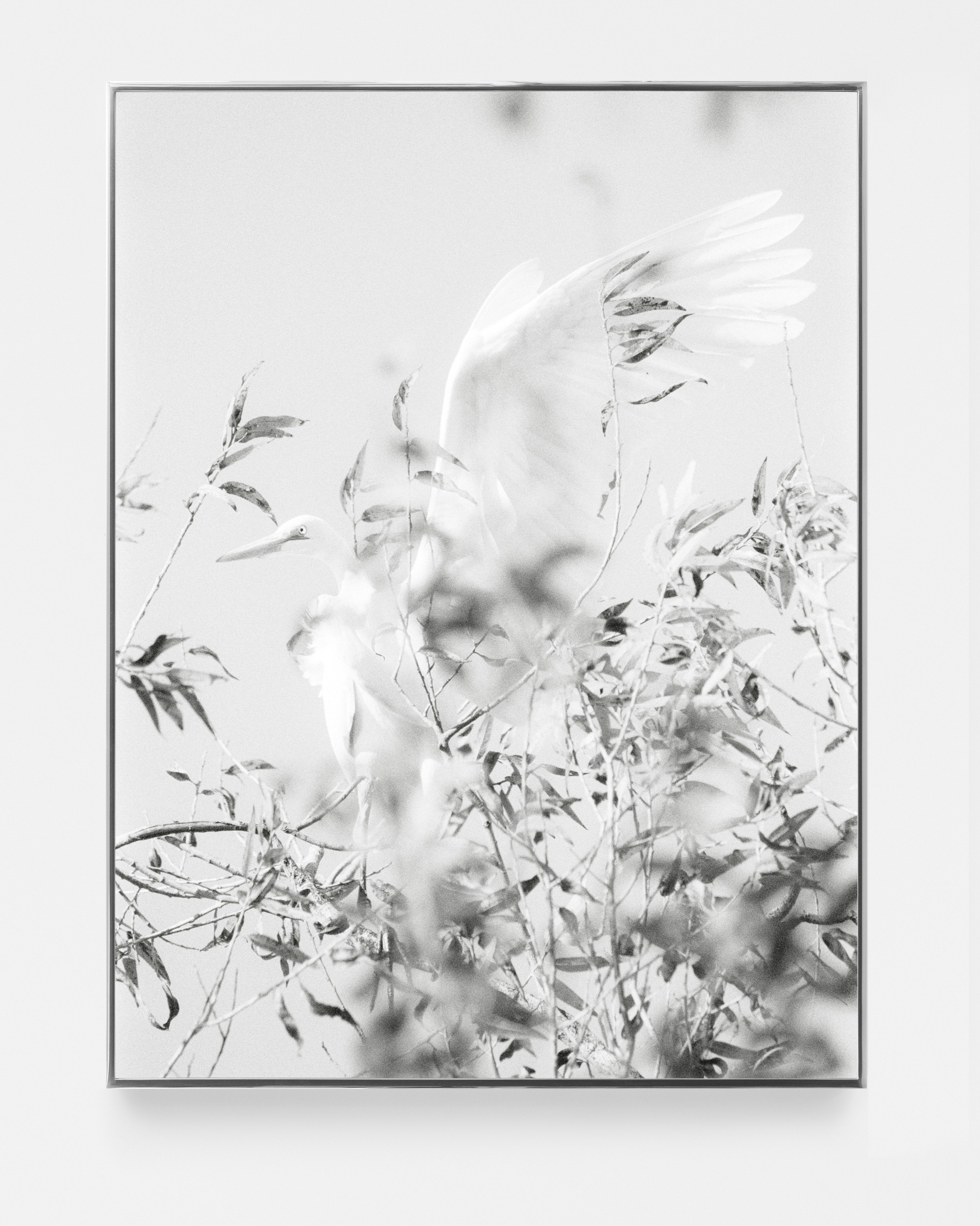 Books & Exhibitions — Daniel Shea, Mini Title 2025