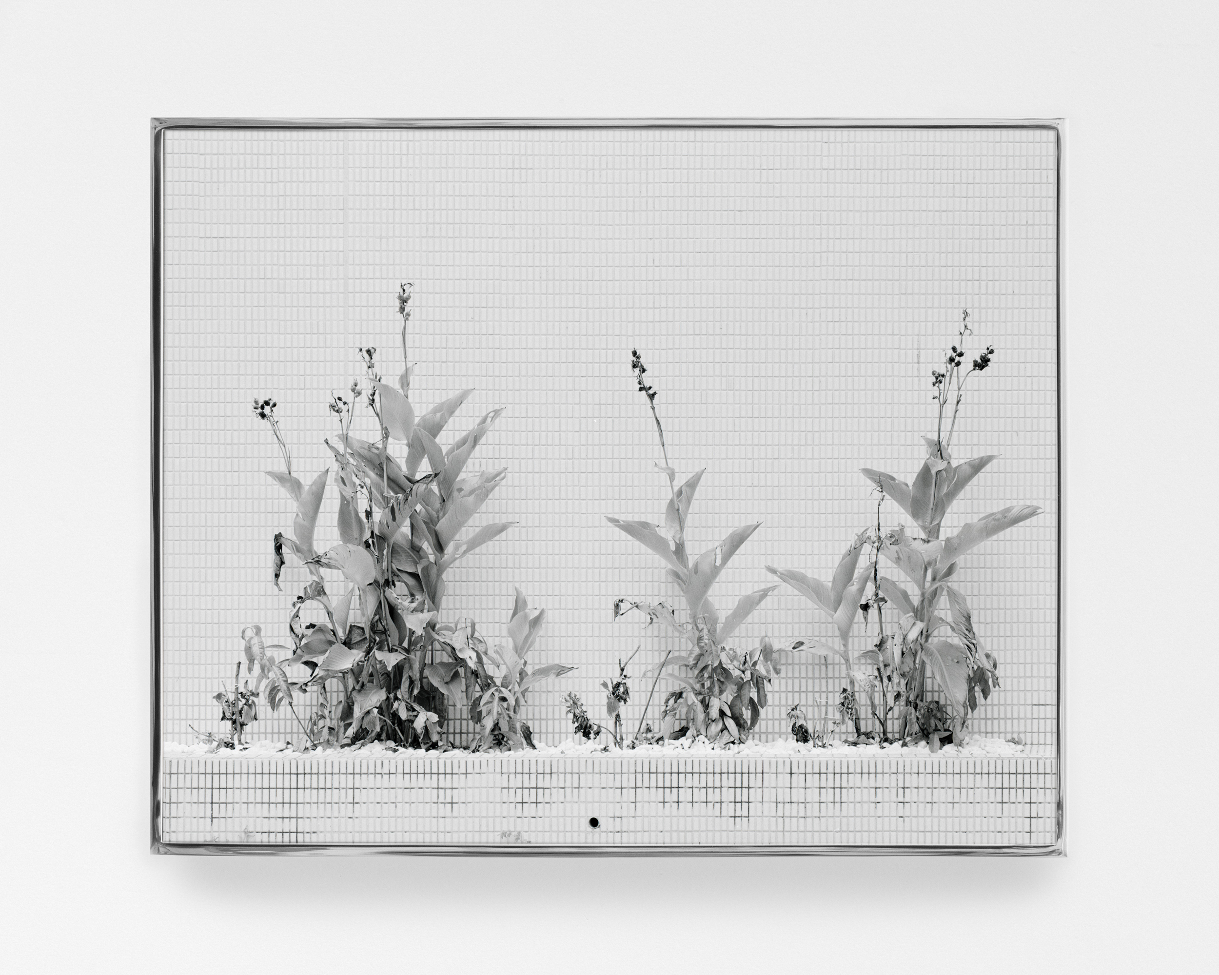 Books & Exhibitions — Daniel Shea, Mini Title 2025